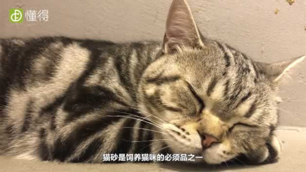 猫砂的作用