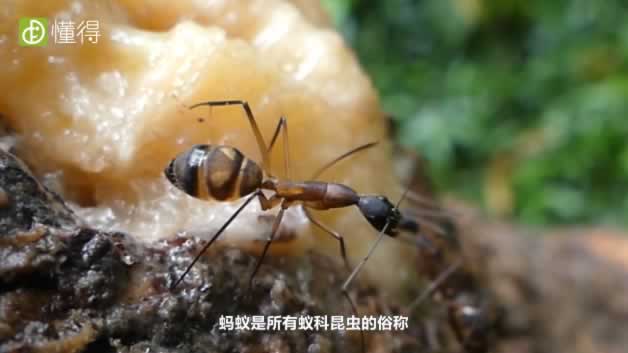 蚂蚁的种类