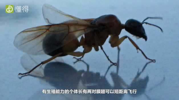 蚂蚁的构造
