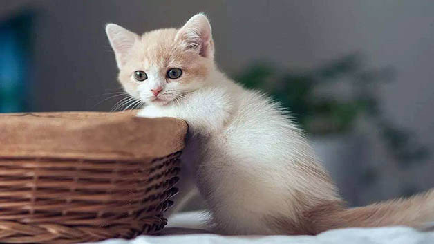 猫咪食欲下降怎么回事