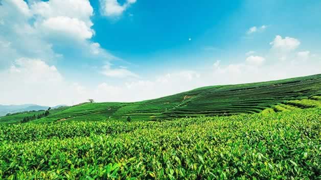 中国四大茶区