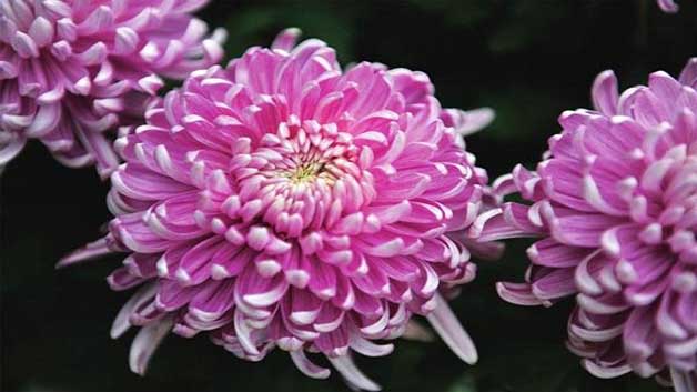 踏秋赏菊去登高