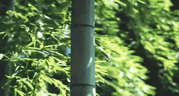 竹子