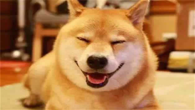 如何区分柴犬与秋田犬