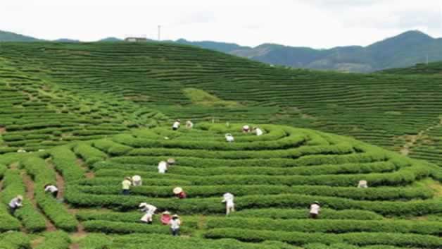 绿茶的产地