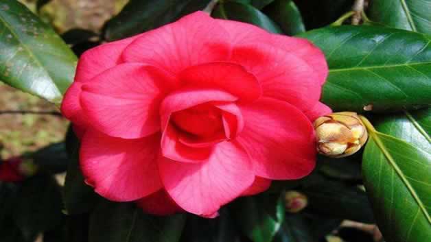 茶花