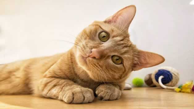 猫流口水没精神怎么回事