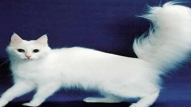猫舌头发黑