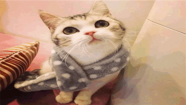 猫突然流透明口水