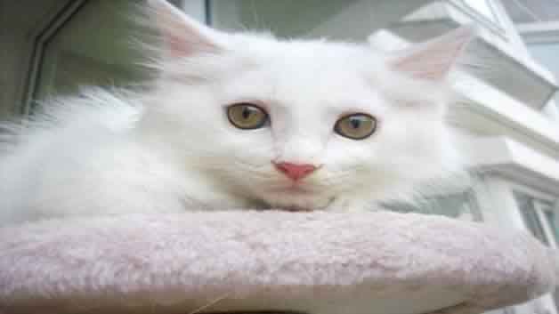 小奶猫眼睛糊住了怎么办