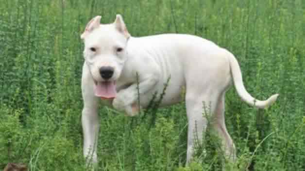 杜高犬适合家养吗