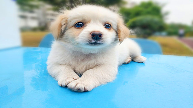 狗狗吃饭太快怎么办