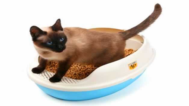 猫砂可以用沙子代替吗