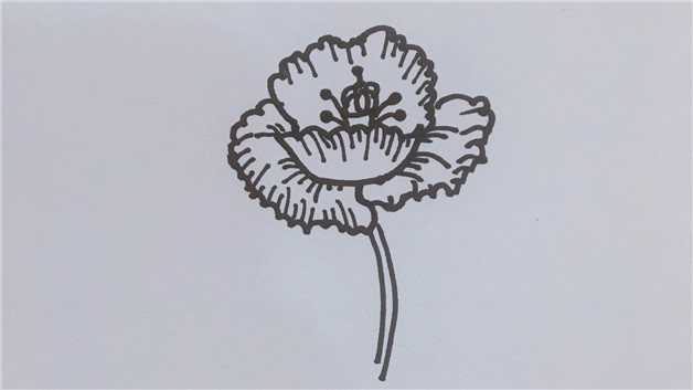 禁毒罂粟花简笔画