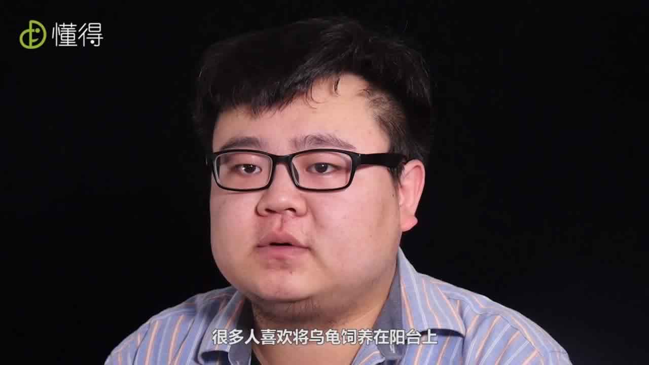将乌龟饲养在阳台上要做好防护措施