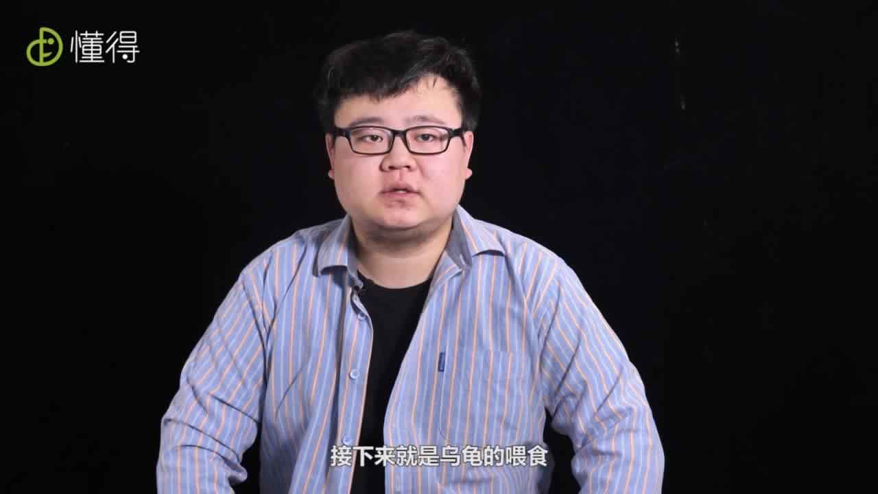 乌龟的喂食