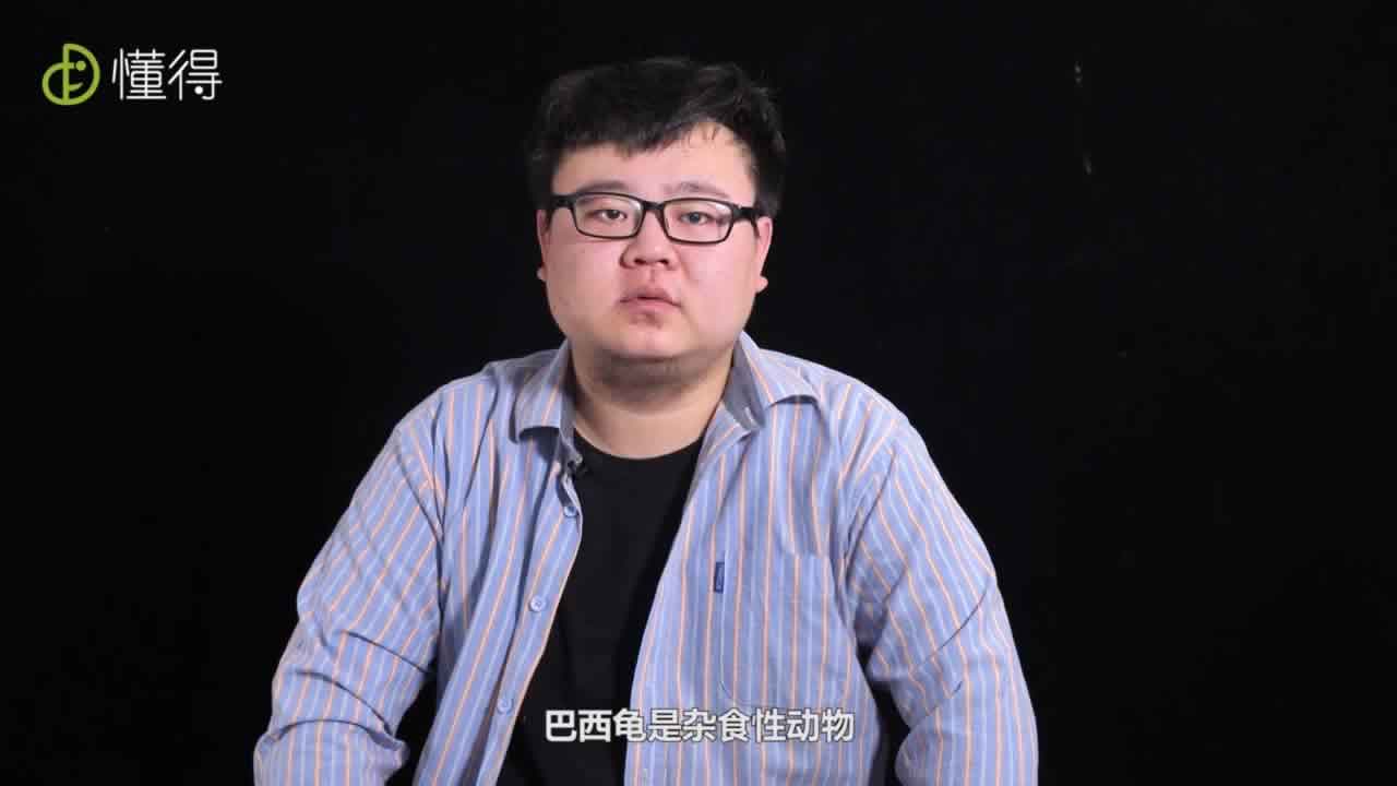 巴西龟是杂食性动物