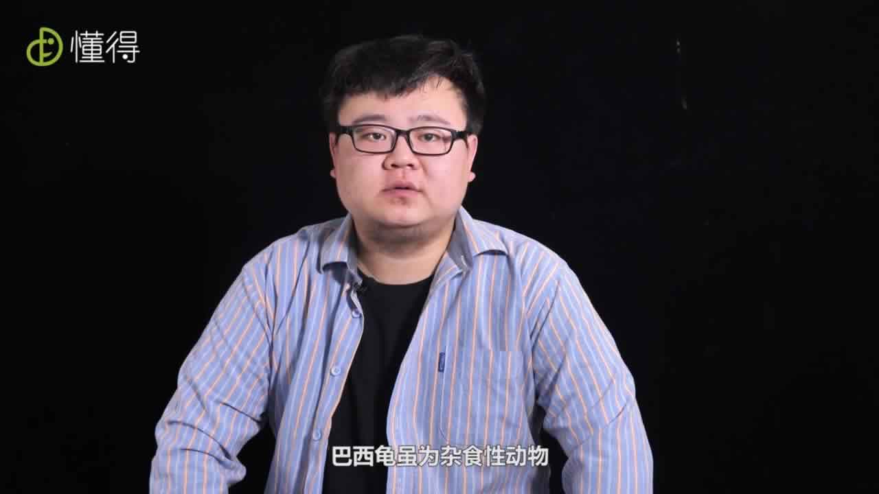 巴西龟在人工饲养条件下是名副其实的肉食动物
