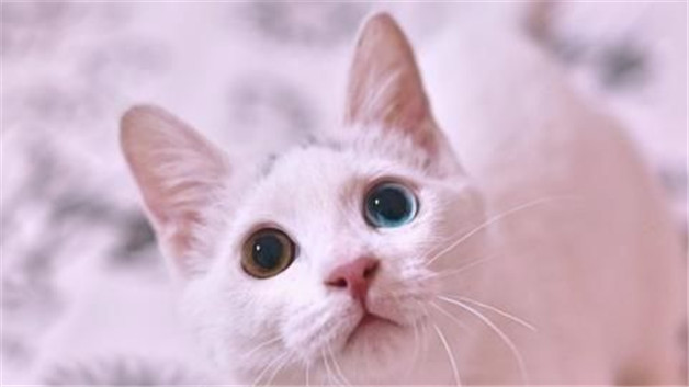 纯白异瞳猫,品种,宠物知识