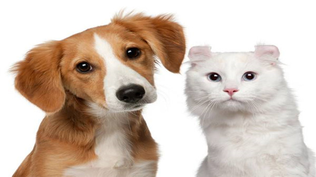 猫狗属于兽类吗