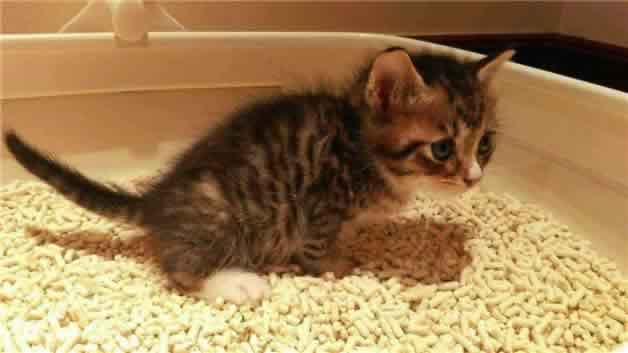 猫咪涨奶会死吗