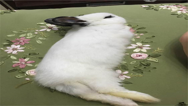 兔子四肢僵硬怎么抢救