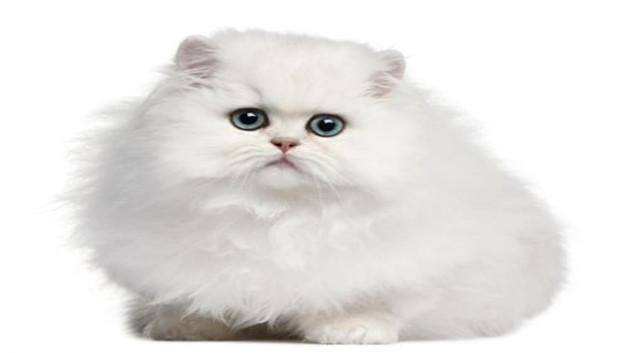 猫咪可以吃玉米粒吗