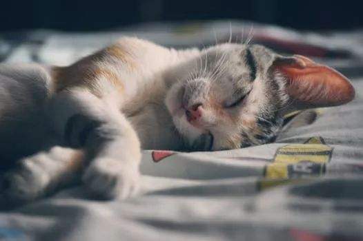 猫吹空调会感冒吗