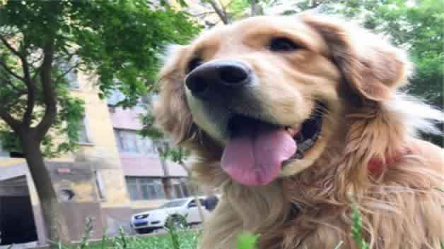 金毛脱毛期是什么时候