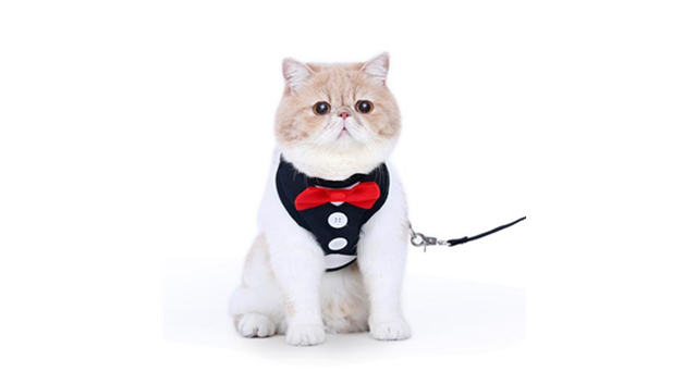 猫绳子怎么拴
