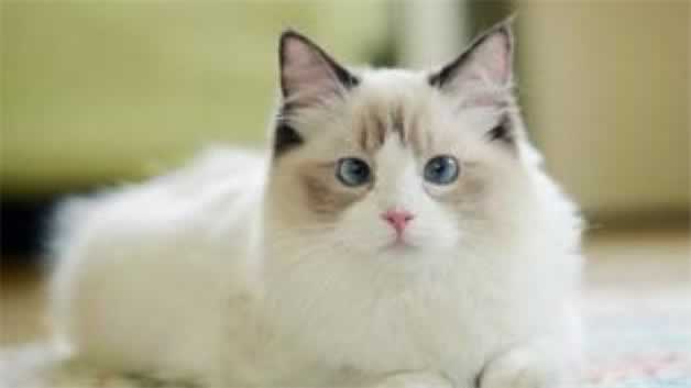 猫产仔数量由什么决定