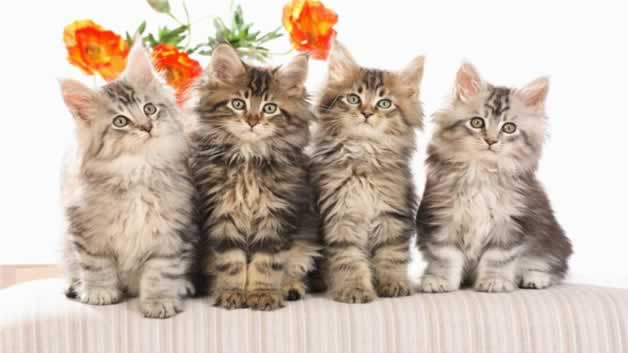 猫传腹会传染给人类吗