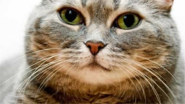 猫咪的胡子有什么用吗