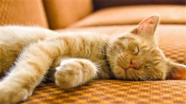 得过猫瘟的猫还会得吗