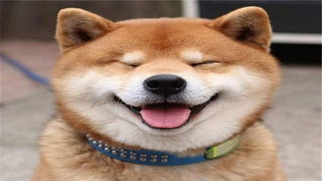 狗狗肠梗阻怎么自愈