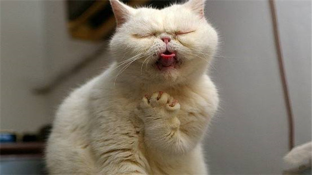 猫中毒了救活的几率