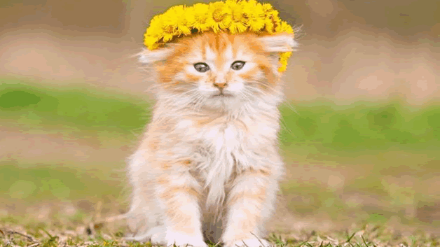母猫对公猫要熟悉几天