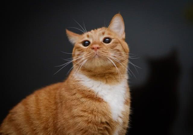 猫抓了要不要打疫苗