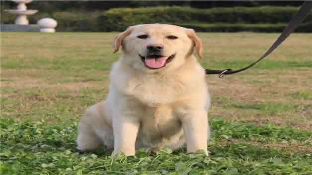 串串狗特征