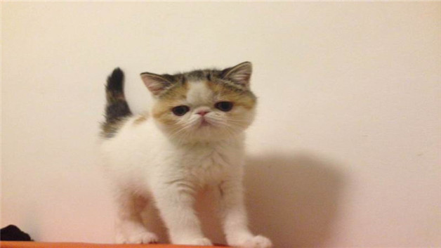 猫,中暑,宠物知识