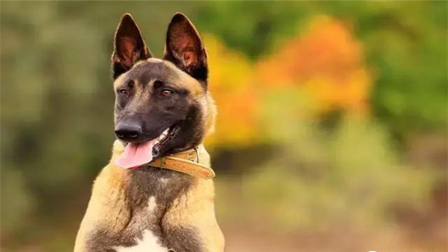 什么颜色的马犬最纯