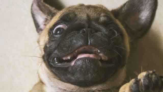 巴哥犬死前表现