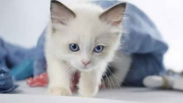 猫打蔫了是病了吗