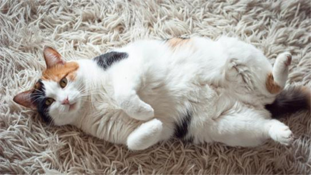 三色猫是什么品种