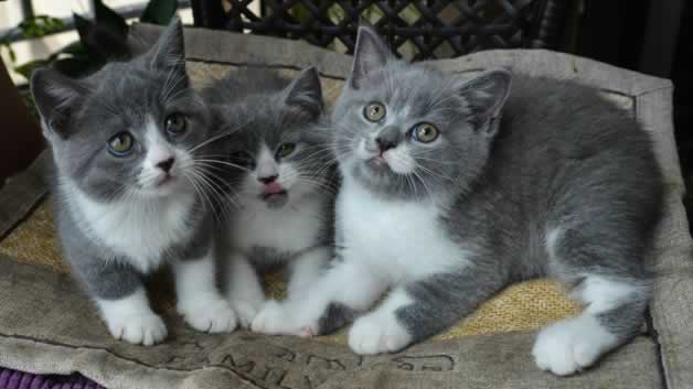 猫毛过敏可以养猫吗