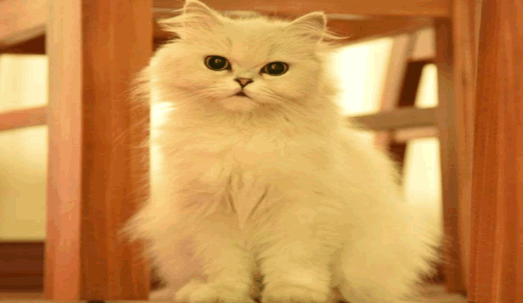 猫吃纸箱有事吗