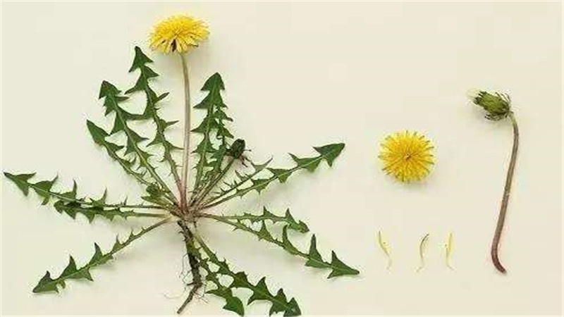 蒲公英根茶和蒲公英茶的区别