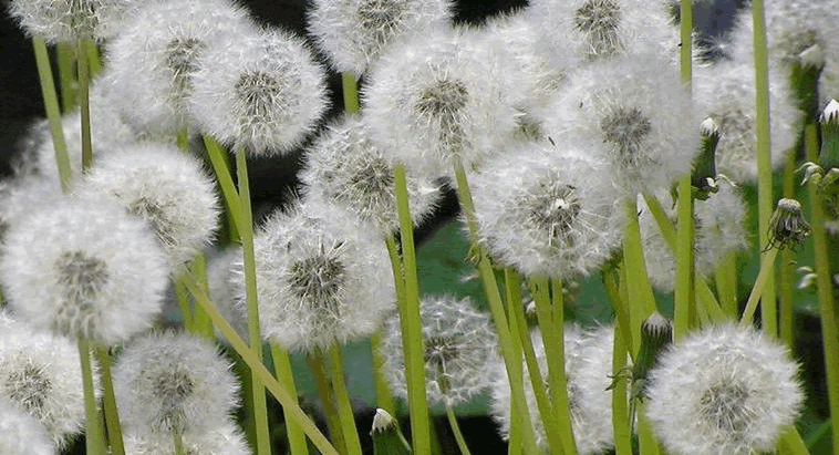 长期喝蒲公英茶对身体是否有伤害