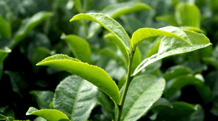 大叶茶