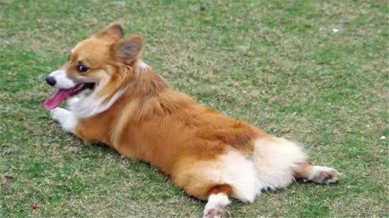 柯基犬喜欢吃什么